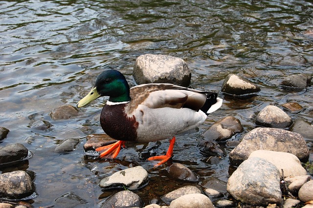 Krydsord som en mester: 7 strategier der løfter dit spil